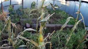 Земляничная кукуруза и сахарная сорт Заря. Урожай земляничной и обычной кукурузы в Челябинске