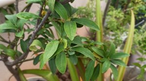 Harvest handful of Lemons on my Terrace Garden | Lemon farming in Pot