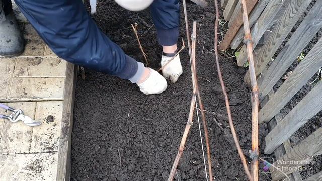 120. Подкормил смородину и крыжовник хлористым калием. Посадил виноград.