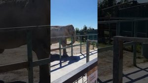 Тайган  Парк Львов  Крым