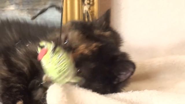 Черепаховый экзотический короткошерстный котенок на продажу Exotic shorthair kitten for sale смотреть онлайн