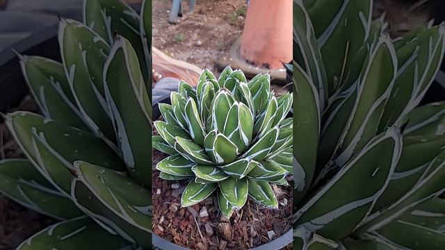 Queen Victoria Agave #Agave #succulents #plant