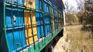 Белую акацию окружили кочевые пасеки.