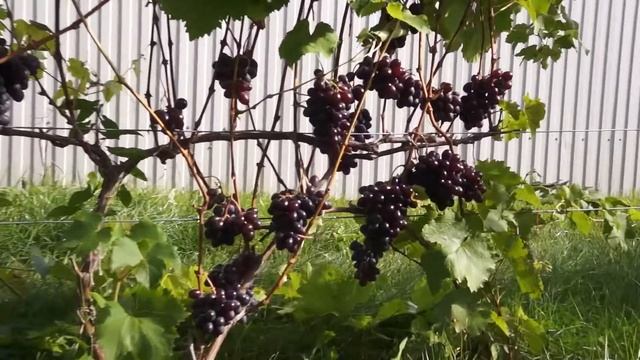 Виноград сорт Престиж (сентябрь) смотреть онлайн