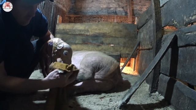 Сложный опорос у свиноматки первородки породы ландрас