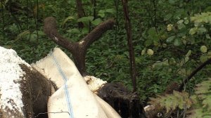 Лося в Заволжском районе убрали