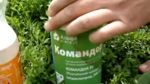 Опрыскивание яблонь от тли