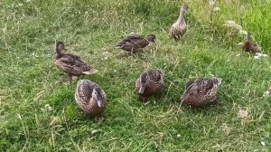утята на разведке 🦆🦆😀