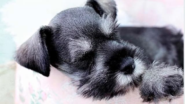 Цвергшнауцер или миттельшнауцер смотреть онлайн