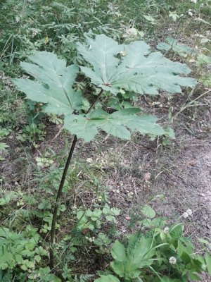 57. Борщевик сосновского - Heracleum sosnowskyi