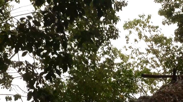 Spider Monkeys, Guatemala. Паукообразные обезьяны (1238sp) смотреть онлайн