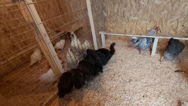 Хозяйка Курятника показывает Петуху кто главный/ Гуляем с собаками 👍 смотреть онлайн