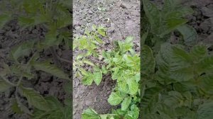 Как защитить помидоры от колорадского жука БЕЗ ЯДОВ И ХИМИИ! Органическое земледелие! 100% метод!