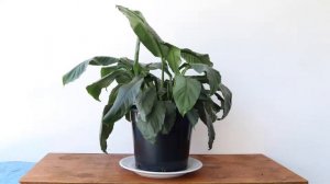 Time Lapse | Peace Lily After Watering (Spathiphyllum)