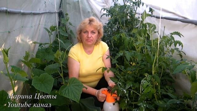 ФИТОФТОРА В ТЕПЛИЦЕ! ПОПЬЕМ ЧАЙКУ!!! Чайные пакетики и йод в борьбе с фитофторой помидор, огурцов