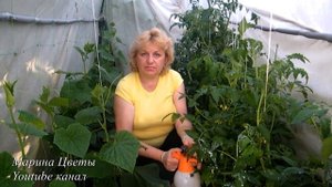 ФИТОФТОРА В ТЕПЛИЦЕ! ПОПЬЕМ ЧАЙКУ!!! Чайные пакетики и йод в борьбе с фитофторой помидор, огурцов