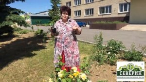 Уход и выращивание бругмансии