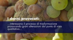 Muffa grigia della vite (Botrytis cinerea)