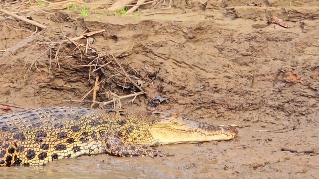 Река Китанабатанг, остаться в живых, Борнео, Малайзия смотреть онлайн