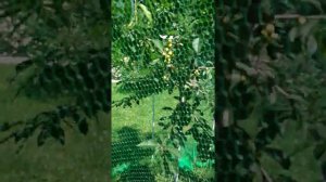 укрытие от птиц для черешни