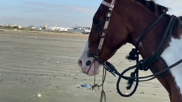 Day out with love❤️ | sea view | Maazsafder | vlog 27 смотреть онлайн