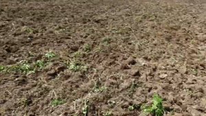 Дискование целины трактором Т-150 с бороной БДТ-3