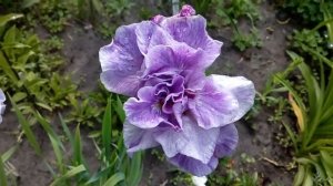 Ирис Японский, первое цветение 3 июня 2018. # мой сад # ирисы