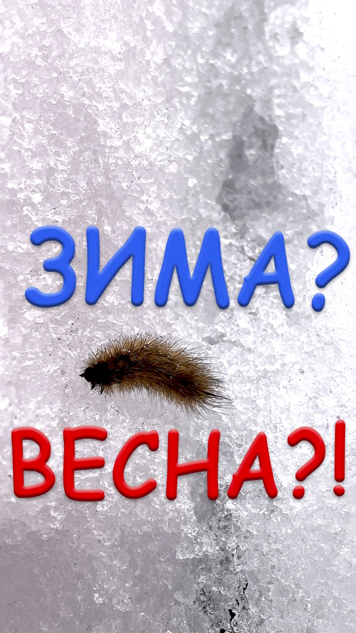 Весна! Гусеницы лезут из под Снега #Shorts