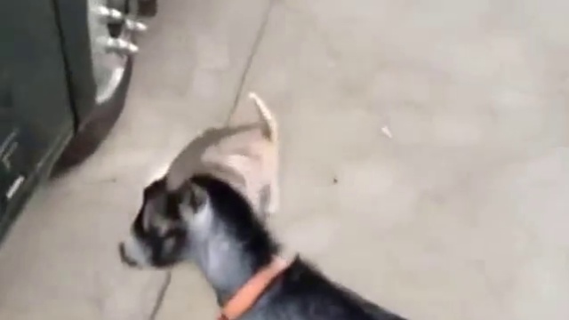 Козленок vs. котенок смотреть онлайн