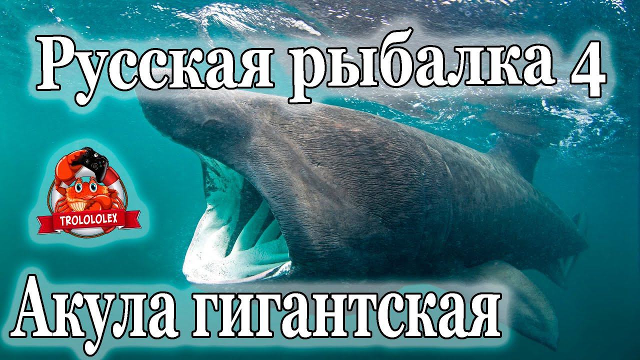 Русская рыбалка 4 Акула ГИГАНТСКАЯ смотреть онлайн