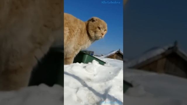 Дуэт двух котов, Нибелунг и Винни Папа, Cat Duet singers #Siberian_cats #Сибирские_кошки #cats