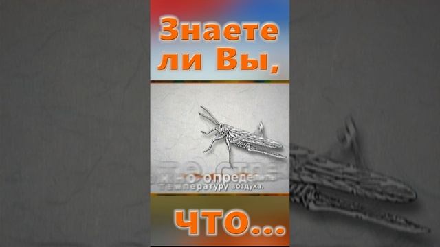 Знаете ли Вы, Что? Сверчки