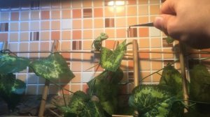 Как кормить ЙЕМЕНСКОГО ХАМЕЛЕОНА