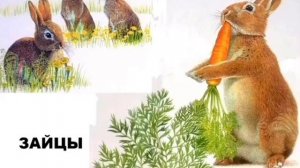 Чем питаются звери? 1 класс