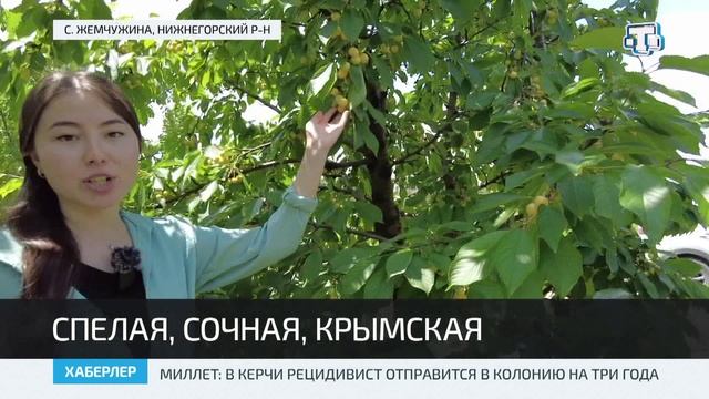 В Крыму начался сбор урожая черешни