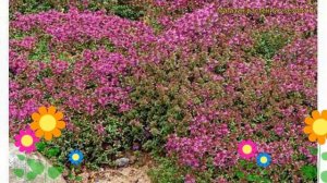 Тимьян (Чабрец) ползучий Коцинеус. Краткий обзор, описание характеристик thymus serpyllum Coccineus