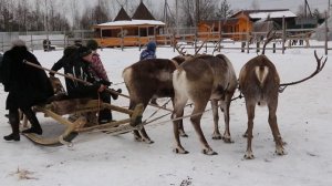 Северный олень