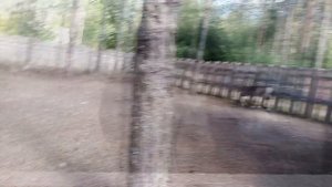 Петербург туристический. Пасторское озеро ч 2