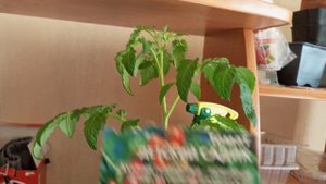 Что делать если рассада помидор вытянулась