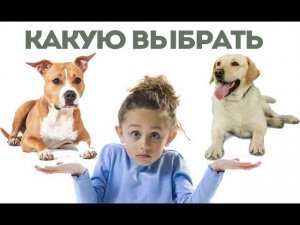 Лабрадор или Стафф? Какую собаку выбрать для детей?
