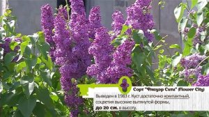СОРТА СИРЕНИ С ЯРКИМИ И НАСЫЩЕННЫМИ ЦВЕТАМИ. Вы их не забудете!