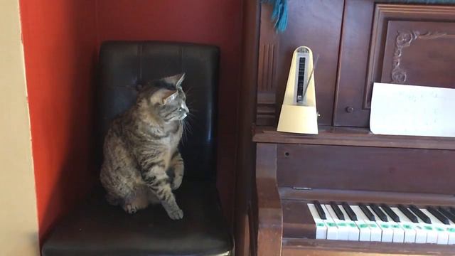 Cat Meets Metronome in Slo-Mo смотреть онлайн