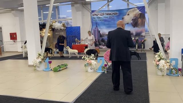 Выставка собак Благовещенск 3.12.2022 Best in show junior -||| лабрадор💪 смотреть онлайн