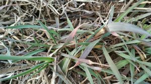 Посев нута в озимую покровную рожь 2019