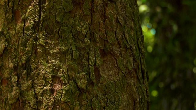 Panasonic HC-X1 Test Footage смотреть онлайн