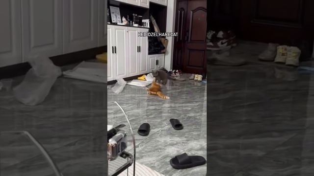 Греко-римская борьба котов.