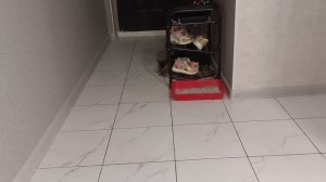 Бенгал + шотландец = кот метис скотиш фолд бенгал