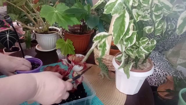 Пересадка цветов