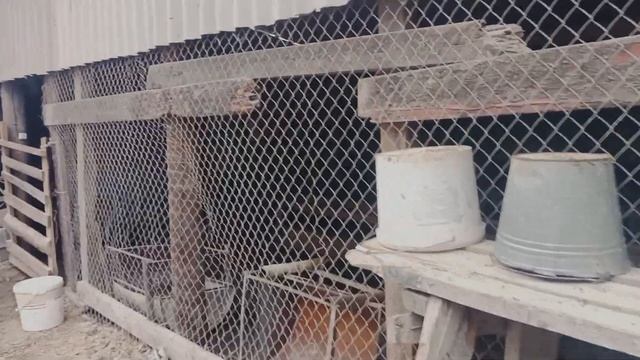 Откорм бычков. Советы по содержанию быков