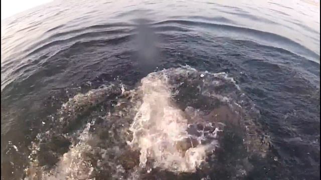 Морской чёрт смотреть онлайн